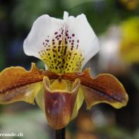 Orchideen Ausstellung in der Orangerie Elfenau 028.jpg